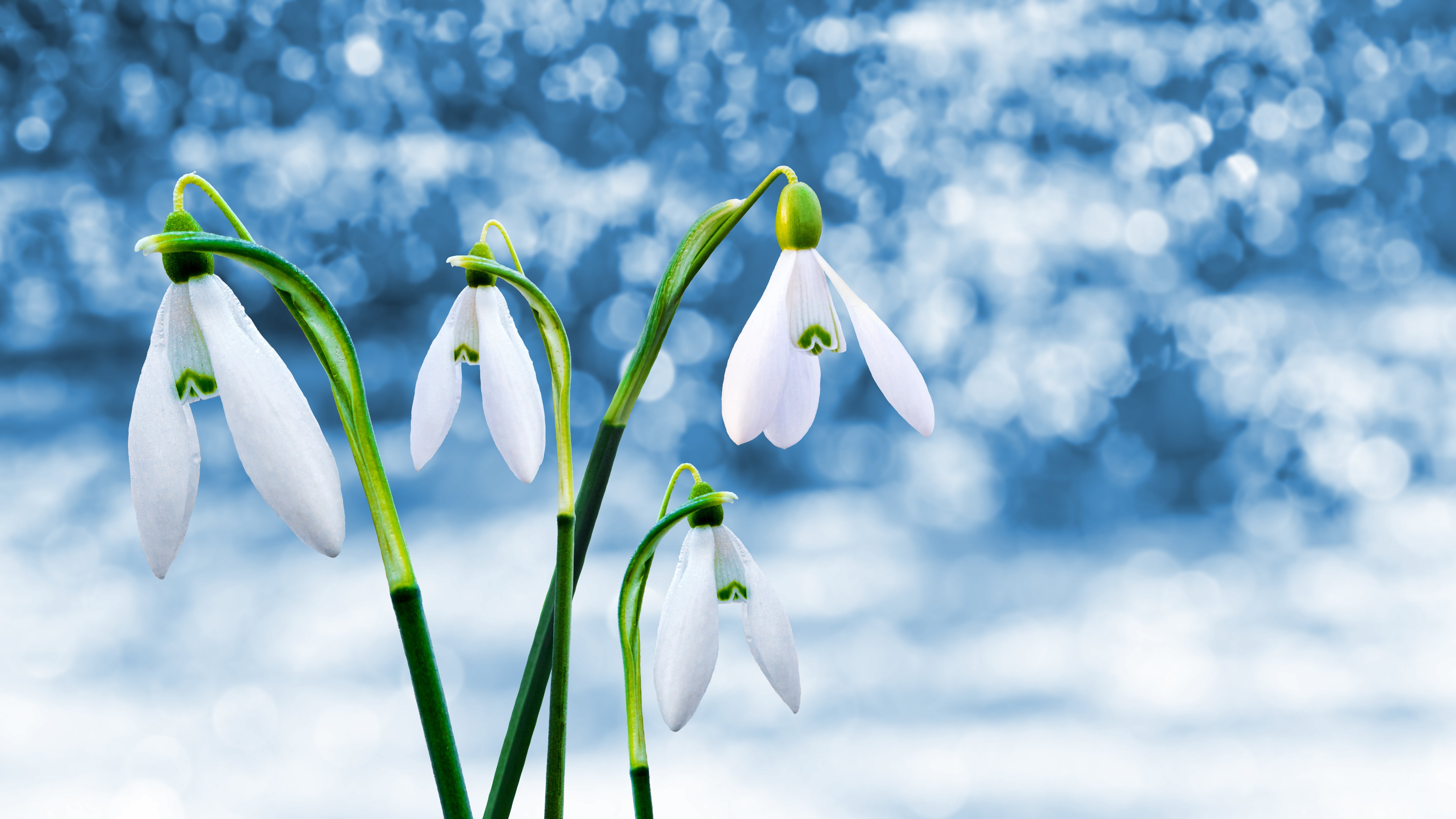 Snowdrops